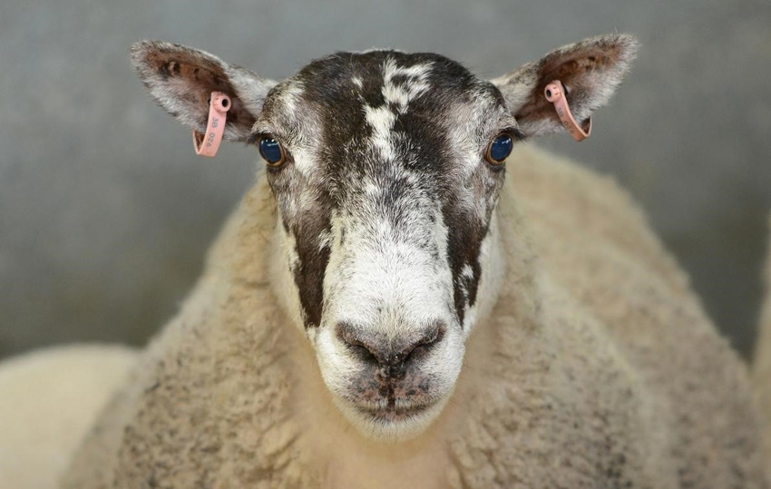 Roslin sheep gene transfer study.jpg