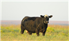 N&H TOP LINE: Proper nutrition optimizes reproduction in beef cows