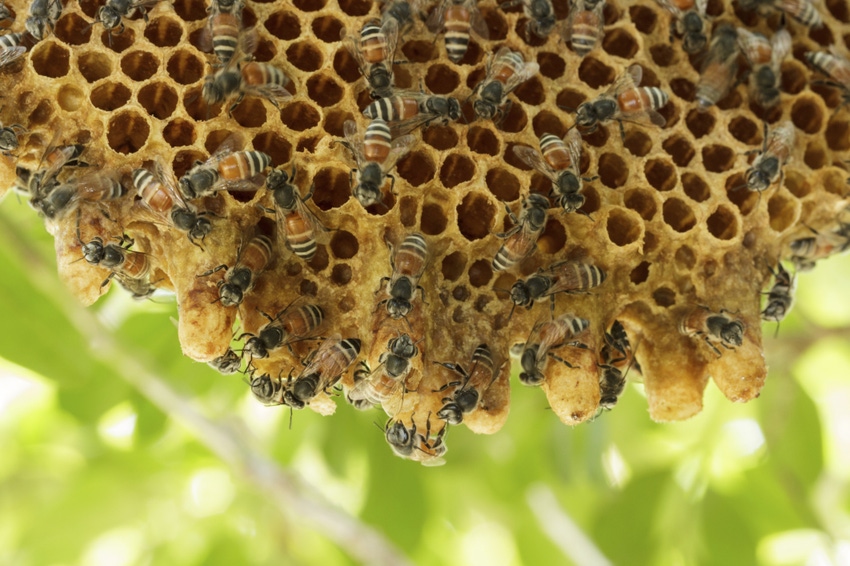 Honeybees could play a role in developing new antibiotics