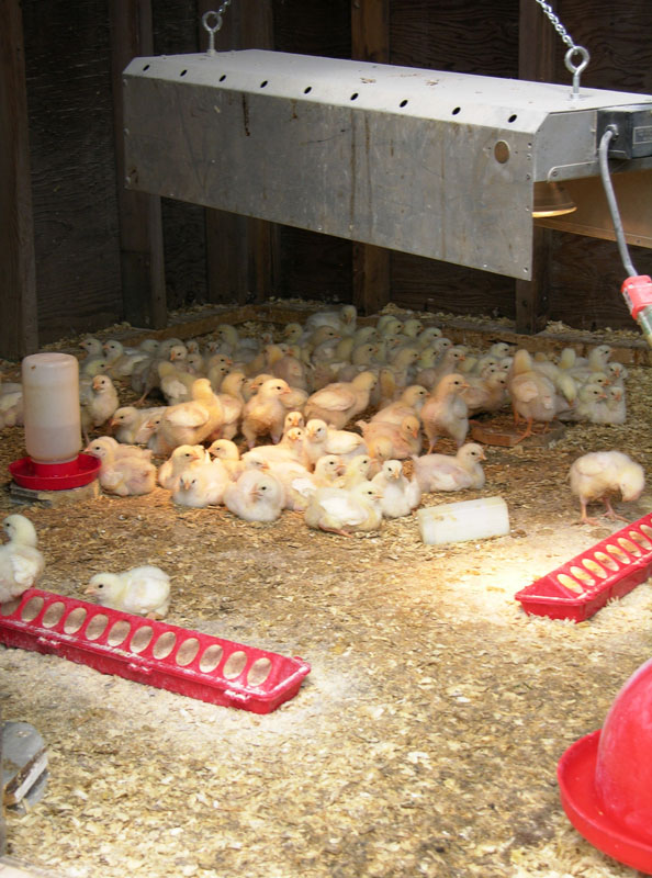 N&H TOPLINE: Coccidiosis vaccination may influence nutrient digestibility in chickens
