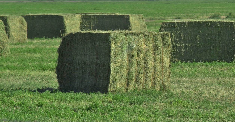 Hay_20Bale_0.jpg
