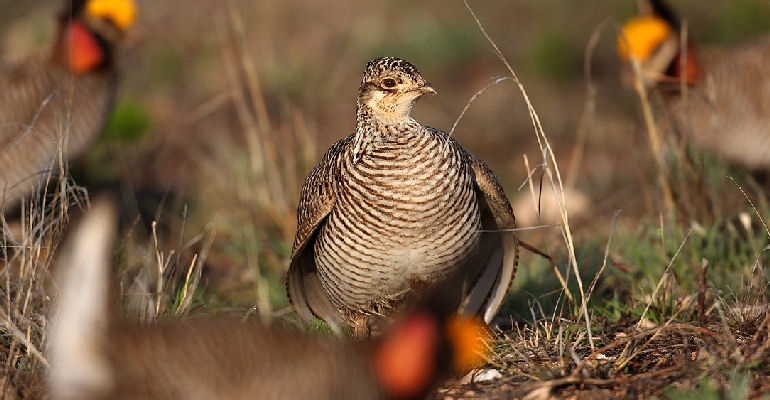 FWS proceeds on action on lesser prairie chicken listing