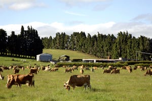 Mycotoxins may also infect pasture grasses