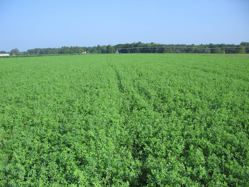 Scientists create new ‘toolbox’ to better study alfalfa