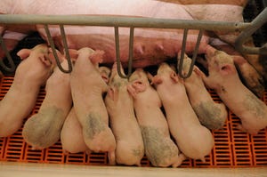Kansas State pigs nursing.jpg