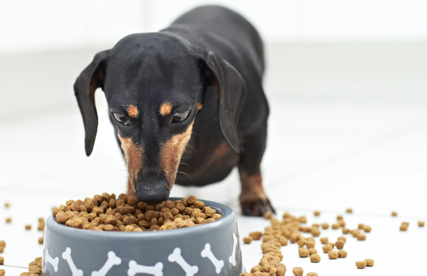 Dog's diet shapes its gut microbiome