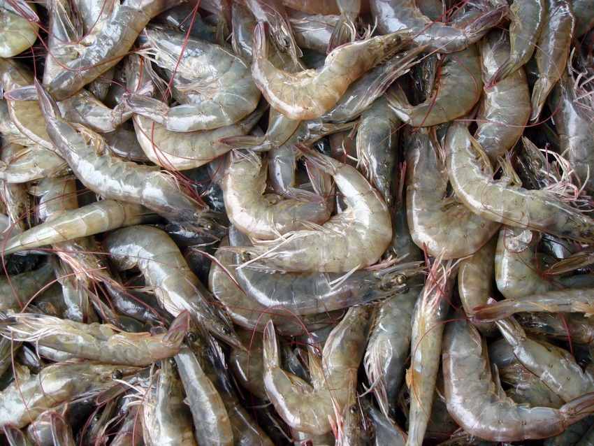 More efficient shrimp farming may yield better environment