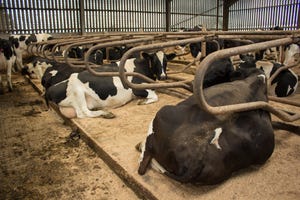dairy cows lying around_Hillview1_iStock-484348448.jpg