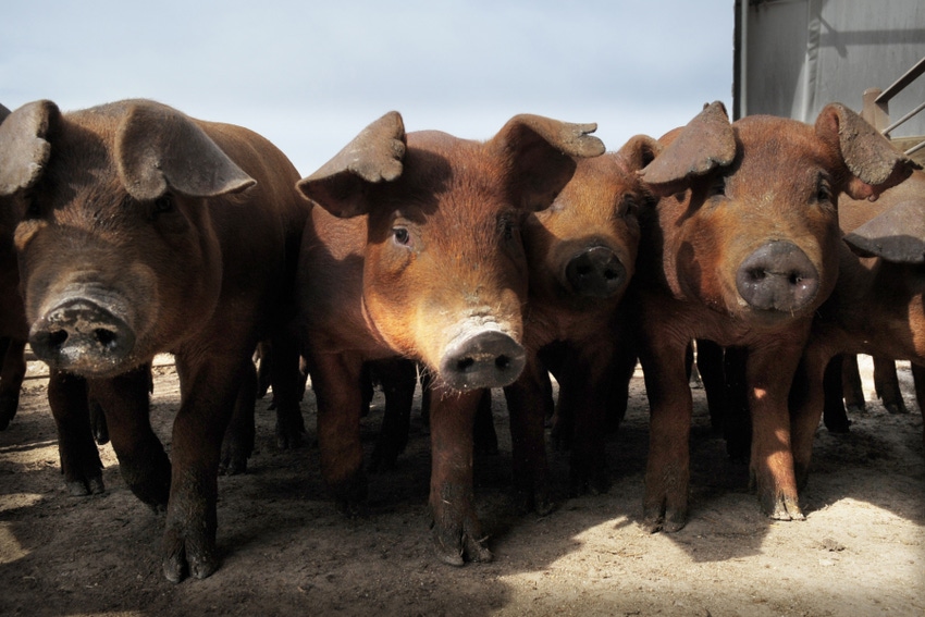 Risk of African swine fever virus transmission through feed studied