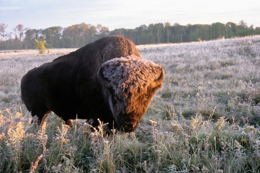 Parks Canada plains bison.jpg