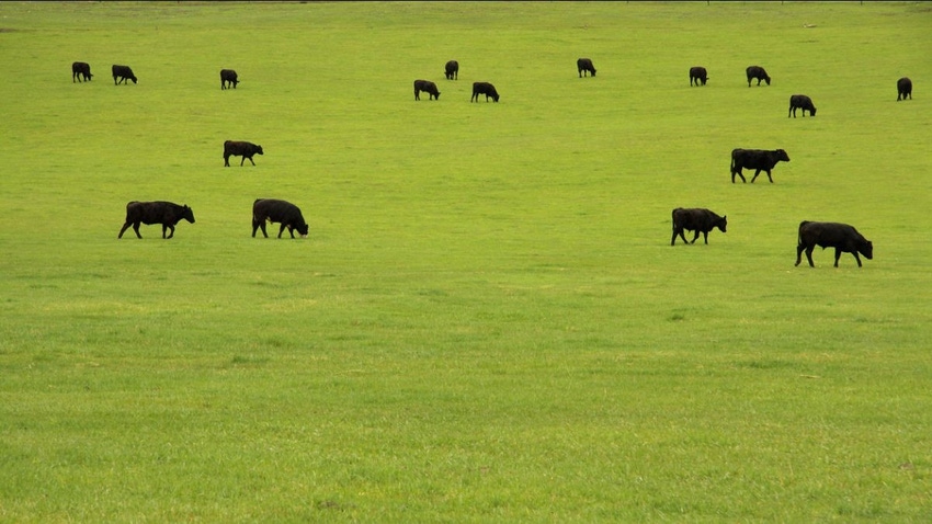 Country Junction Feeds cattle grazing IRT.jpg