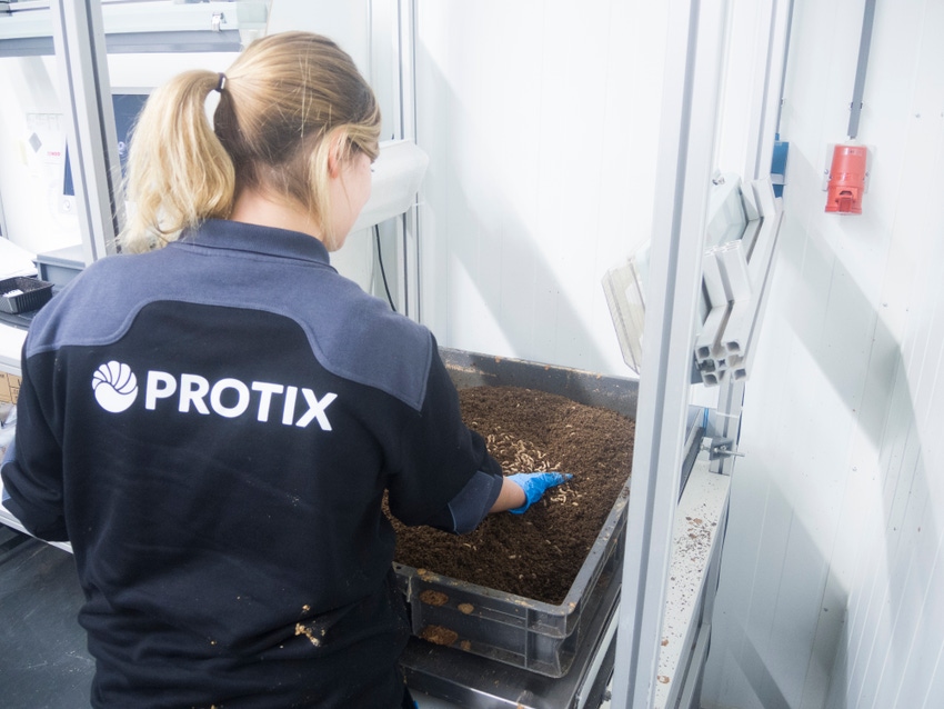 Buhler, Protix to boost industrial insect production