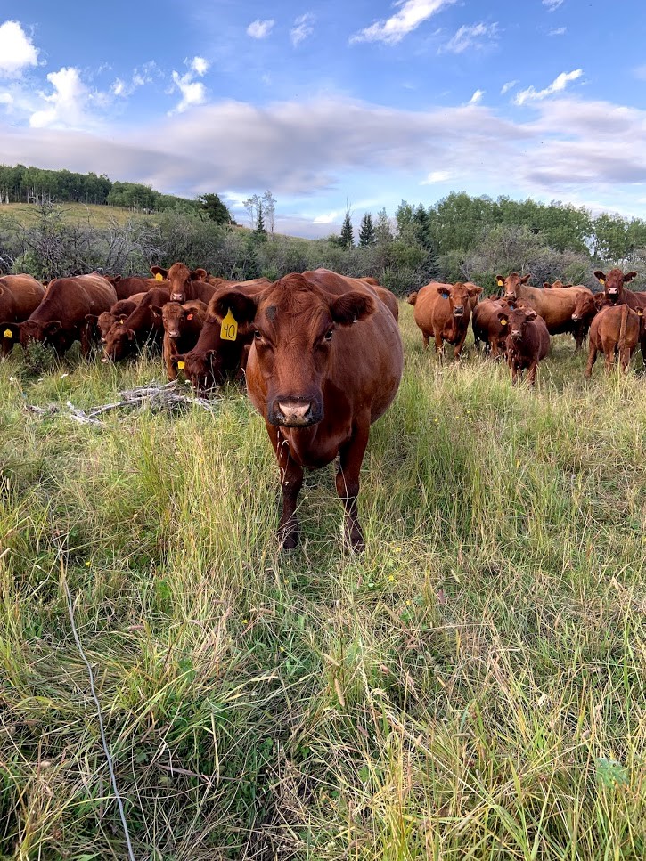 U Wisconsin cattle herd.jpg