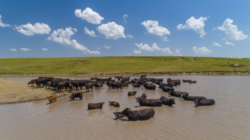 University of Nebraska cattle in pond.jpg