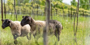 University of Vermont vineyard sheep.jpg