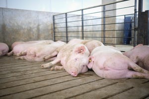 N&H TOPLINE: Sow parity affects progeny performance