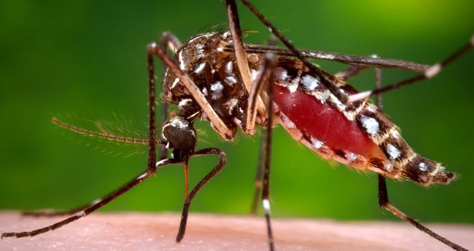Experimental insecticide causes mosquitoes to explode