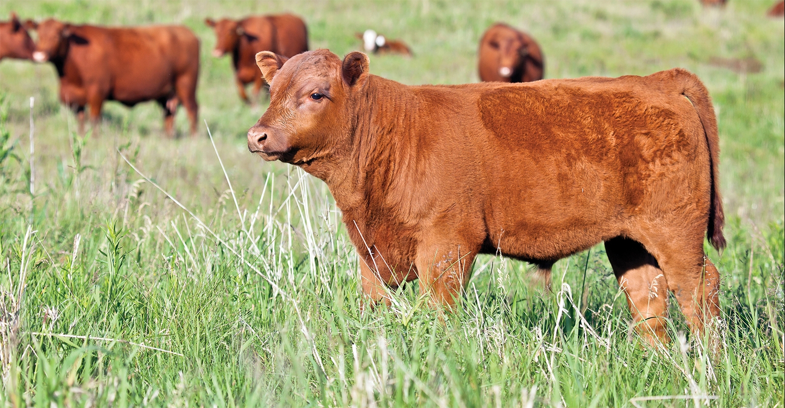 Planning, Early Treatment Key To Successful BRD Control In Cattle