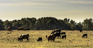 Cattle drought grazing GettyImages-626152458.jpg