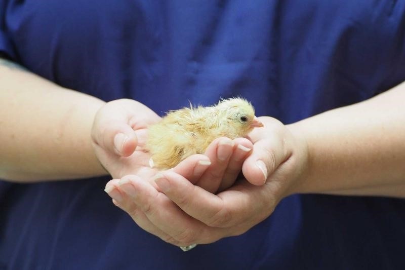 Pirbright avian flu.jpg Pirbright avian flu.jpg