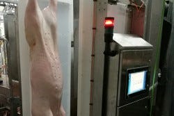 Automatic pig carcass scanner being tested in Europe