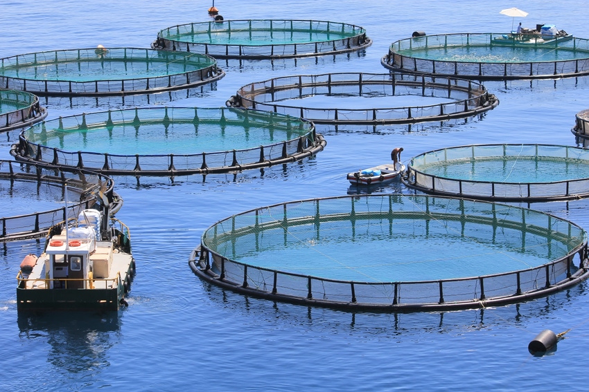 Green Plains, Optimal Fish Food form aquaculture feed joint venture