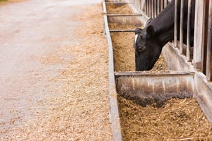 Grass hay can support IOFC in high-producing dairy cows
