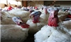 Post-Thanksgiving turkey stocks dampen holiday spirits