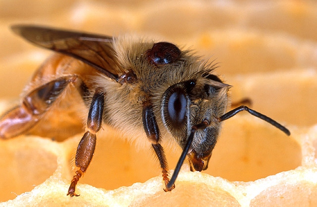 Varroa mites take advantage of managed beekeeping practices