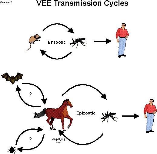 Genetic code of equine encephalitis virus cracked
