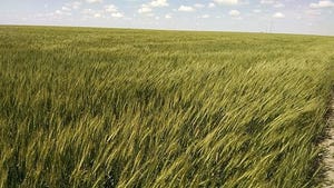 Kansas State grazing wheat.jpg