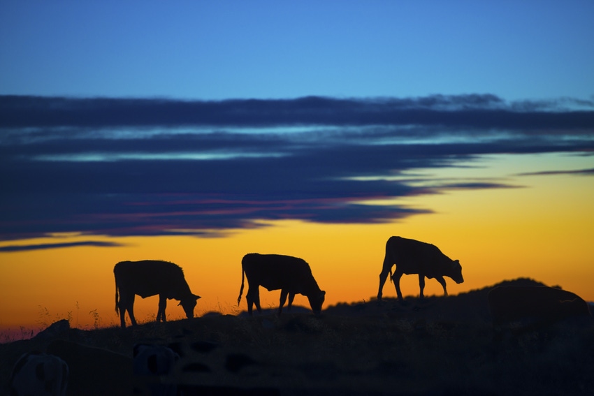 cattle at sunset_Brember_iStock_474834047.jpg