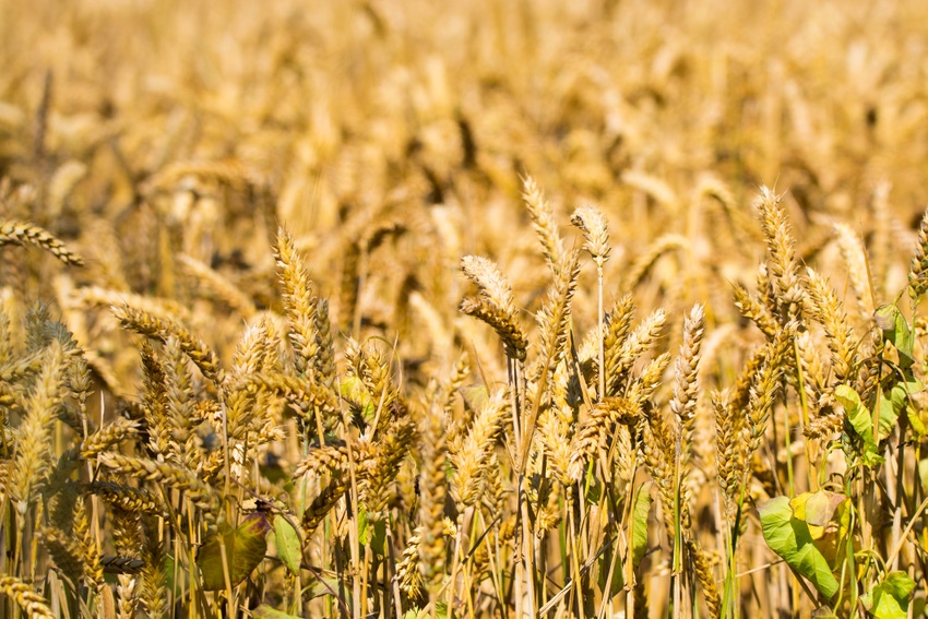 European wheat lacks climate resilience
