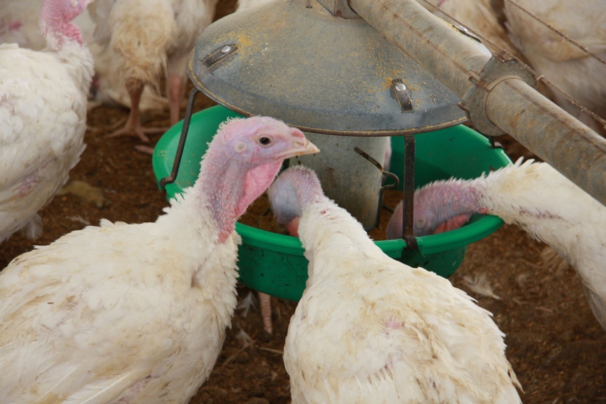Getty Images- Turkeys- Feeder.jpg