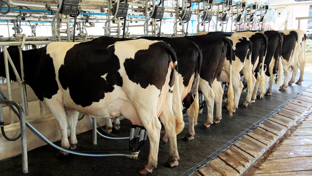 Vacas lecheras en la sala de ordeño Vacas lecheras en la sala de ordeño