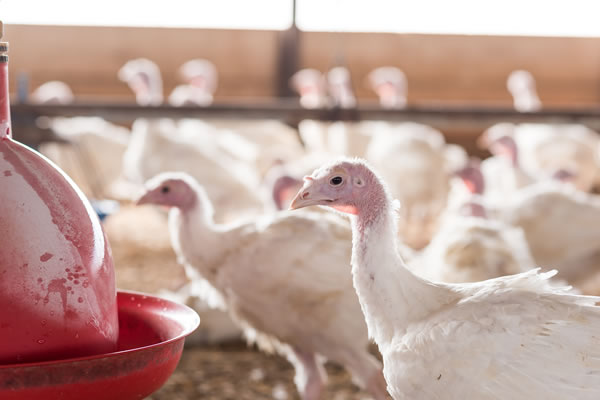 New level of food transparency arrives with traceable turkeys