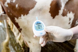 N&H TOPLINE: Simpler test for ketosis helps dairies