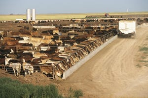 cattle feedlot in Texas_Andy Sacks_iStock_Getty Images-200435492-001.jpg