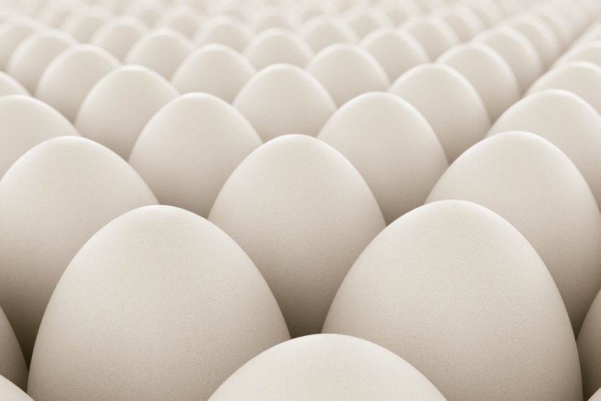White eggs lined up in neat rows White eggs lined up in neat rows