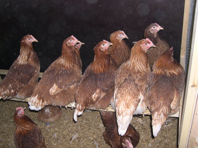 Keel bone fractures in laying hens affect animal welfare