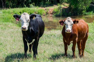 Oklahoma State replacement heifers.jpg