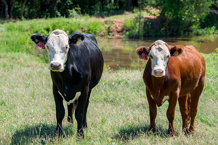 Oklahoma State replacement heifers.jpg