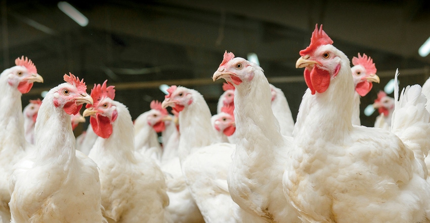 China adopts regionalization policy on poultry imports