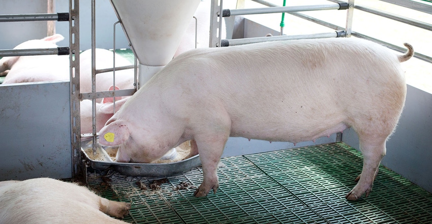 Landrace pig eating from plastic hog feeder on plastic flooring 