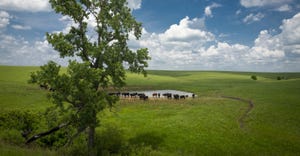 Cattle grazing by farm pond USDA.jpg