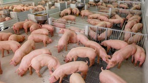 pigs in breeding farm_FDS_chayakorn lotongkum_iStock_Getty Images-1068384462.jpg