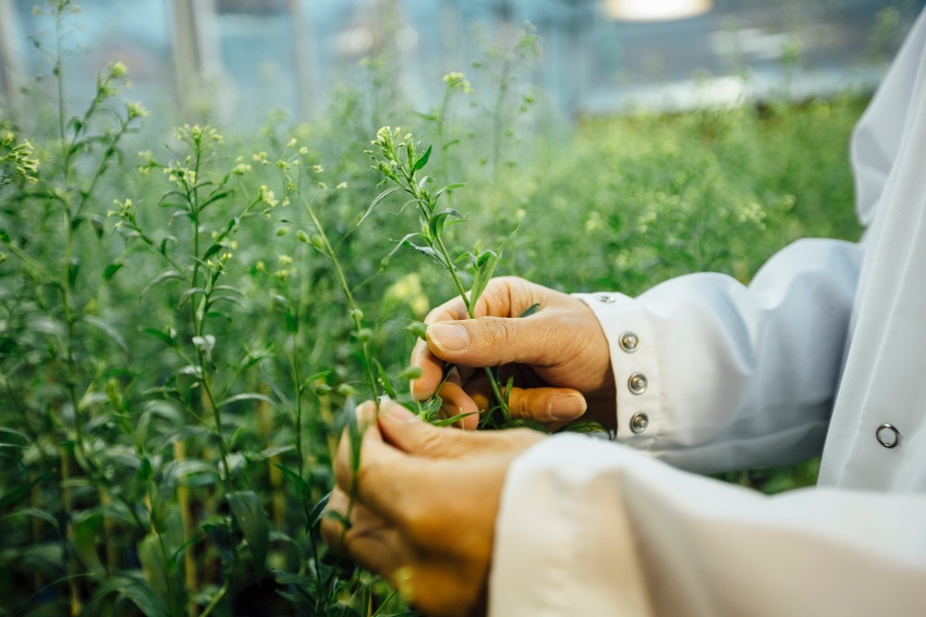 Improving camelina qualities may aid use as biofuel