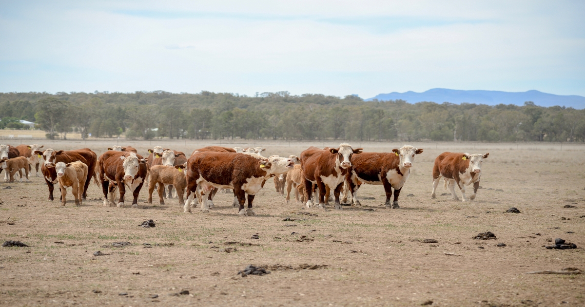 JBS Australia completes largest grassfed beef carbon baseline assessment