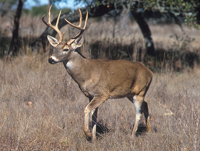 White-tailed deer may be potential RVF host