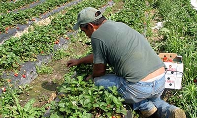 USDA launches Farmers.gov features to help hire workers